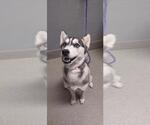 Small Siberian Husky Mix