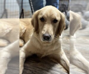 Golden Retriever Dogs for adoption in Sioux Falls, SD, USA