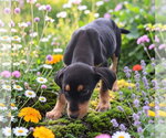 Small Photo #2 Mutt Puppy For Sale in garner, NC, USA