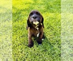Image preview for Ad Listing. Nickname: Niko
