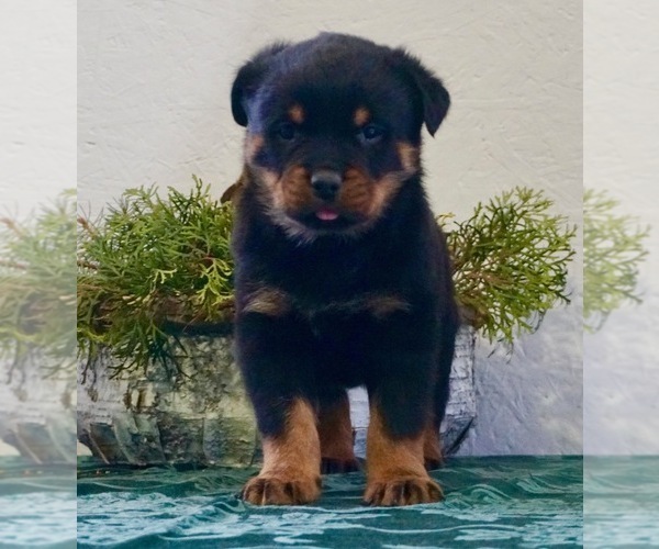 Medium Photo #4 Rottweiler Puppy For Sale in NAPPANEE, IN, USA