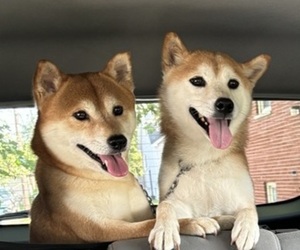 Father of the Shiba Inu puppies born on 04/25/2025