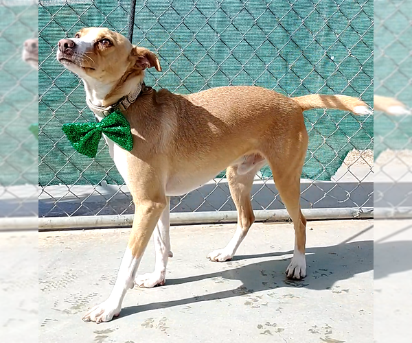 Medium Photo #5 Mutt Puppy For Sale in Apple Valley, CA, USA