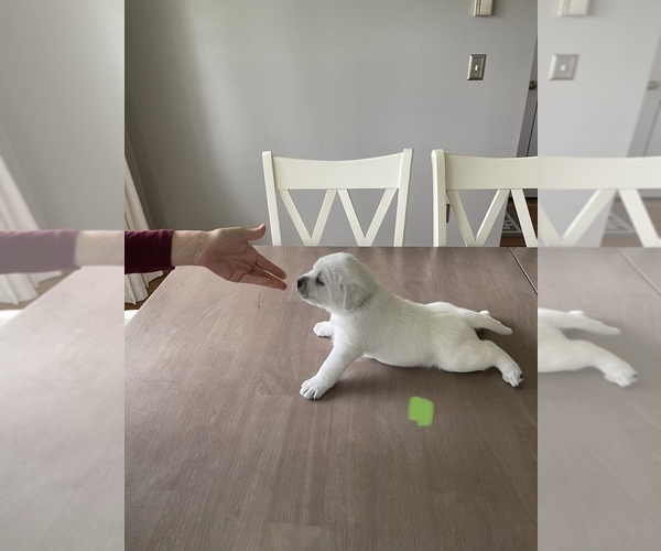 Medium Photo #6 Labrador Retriever Puppy For Sale in DIX HILLS, NY, USA