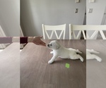 Small Photo #6 Labrador Retriever Puppy For Sale in DIX HILLS, NY, USA