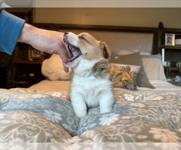 Medium Photo #26 Pembroke Welsh Corgi Puppy For Sale in GRAND RAPIDS, MI, USA