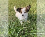 Small #5 Papillon