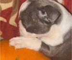 Small #2 Faux Frenchbo Bulldog