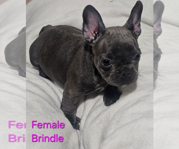 Medium Photo #1 French Bulldog Puppy For Sale in CLARKSVILLE, OH, USA