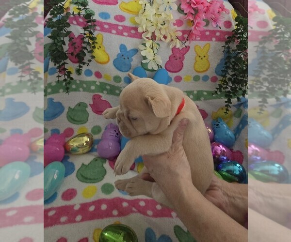 Medium Photo #7 French Bulldog Puppy For Sale in RUSHVILLE, IN, USA
