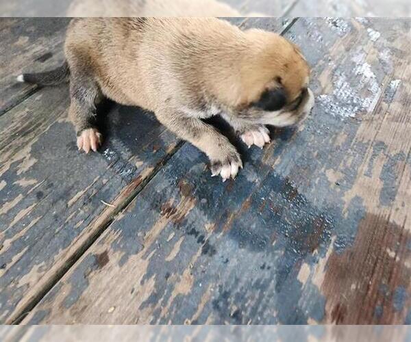 Medium Photo #1 Huskies -Unknown Mix Puppy For Sale in Houston, TX, USA