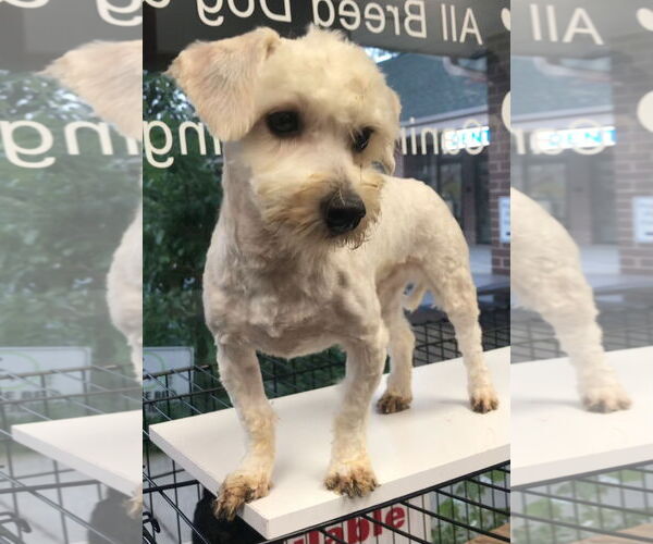 Medium Photo #5 Maltese-Poodle (Toy) Mix Puppy For Sale in Lincolnwood, IL, USA