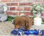 Small #3 Labrador Retriever