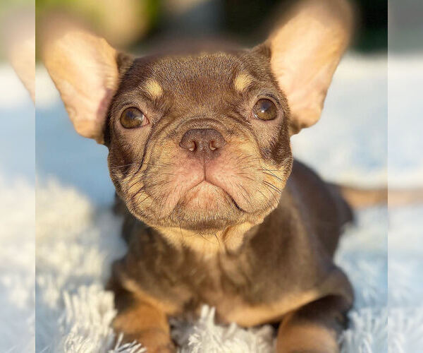 Medium Photo #6 French Bulldog Puppy For Sale in HILLSBORO BCH, FL, USA