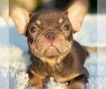 Small Photo #6 French Bulldog Puppy For Sale in HILLSBORO BCH, FL, USA