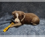 Small Photo #226 Border Collie Puppy For Sale in NORBORNE, MO, USA