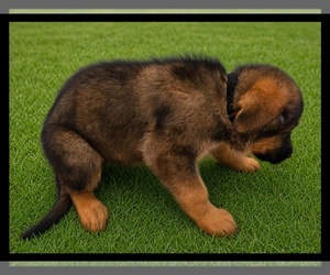 Medium German Shepherd Dog