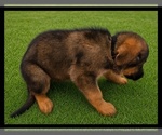 Puppy Puppy 3 German Shepherd Dog
