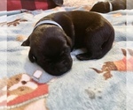 Small Photo #3 Labrador Retriever Puppy For Sale in STEELEVILLE, IL, USA