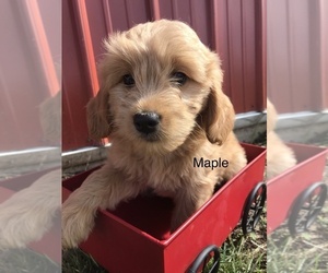 Goldendoodle Puppy for sale in GOSHEN, IN, USA