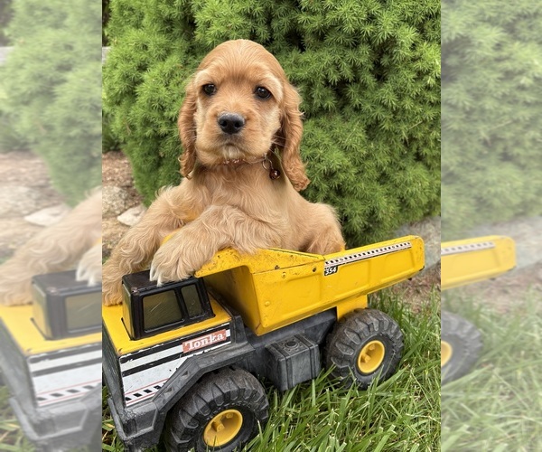 Medium Photo #3 Cocker Spaniel Puppy For Sale in MIDDLEBURY, IN, USA