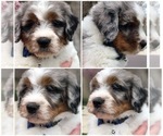Small Photo #3 Bernedoodle Puppy For Sale in OVERLAND PARK, KS, USA