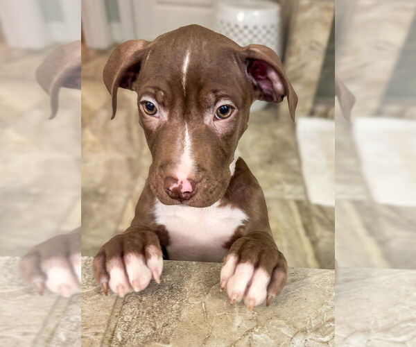 Medium Photo #2 Mutt Puppy For Sale in Mooresville, NC, USA