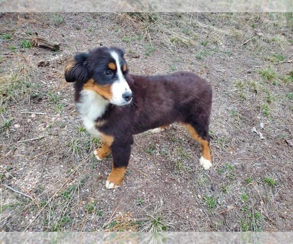 Medium Photo #11 Bernese Mountain Dog Puppy For Sale in BLACK FOREST, CO, USA