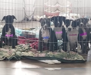 American Pit Bull Terrier Puppy for sale in BOISE, ID, USA