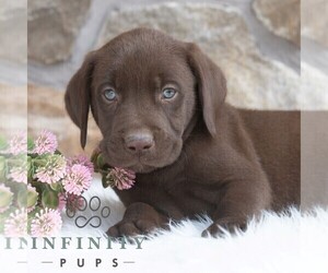 Labrador Retriever Puppy for sale in MIFFLINTOWN, PA, USA