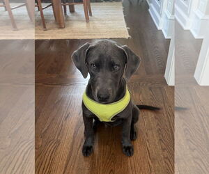 Labrador Retriever-Unknown Mix Dogs for adoption in Wheaton, IL, USA