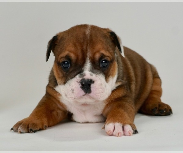 Medium Photo #2 Bulldog Puppy For Sale in NAPPANEE, IN, USA