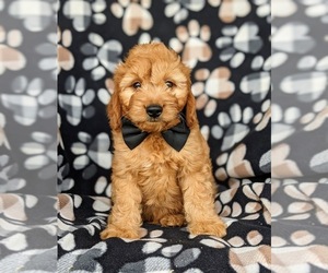 Goldendoodle-Poodle (Miniature) Mix Puppy for sale in KIRKWOOD, PA, USA