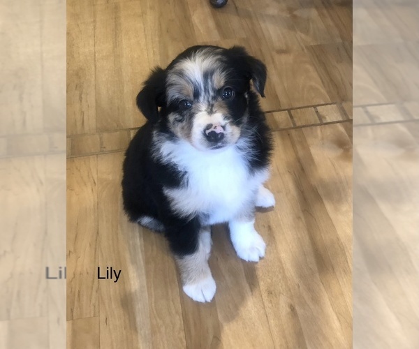 Medium Photo #9 Australian Shepherd Puppy For Sale in BERESFORD, SD, USA
