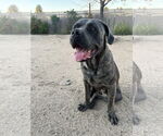 Small #3 Mutt