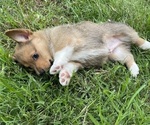 Small Photo #10 Pembroke Welsh Corgi Puppy For Sale in BRYAN, TX, USA