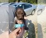 Small Photo #5 German Shorthaired Pointer Puppy For Sale in BATESVILLE, IN, USA