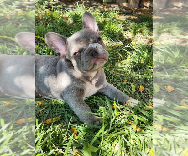 Medium Photo #4 French Bulldog Puppy For Sale in DELTA, CO, USA