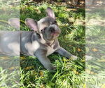 Small #3 French Bulldog