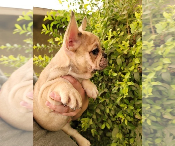 Full screen Photo #4 French Bulldog Puppy For Sale in PORTERVILLE, CA, USA
