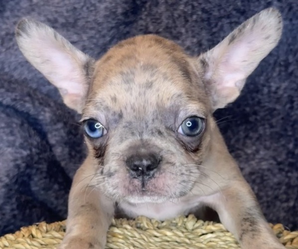 Medium Photo #7 French Bulldog Puppy For Sale in RIALTO, CA, USA