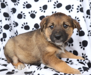 English Cream Golden Retriever-Mutt Mix Puppy for sale in SHILOH, OH, USA