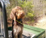 Small Photo #1 German Wirehaired Pointer Puppy For Sale in CHADBOURN, NC, USA