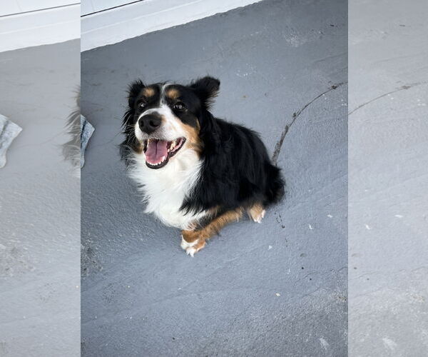 Medium Photo #3 Australian Shepherd Puppy For Sale in Miami, FL, USA