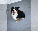 Small #2 Australian Shepherd