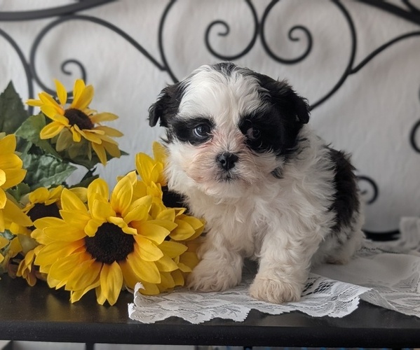 Medium Photo #16 Zuchon Puppy For Sale in GOSHEN, IN, USA