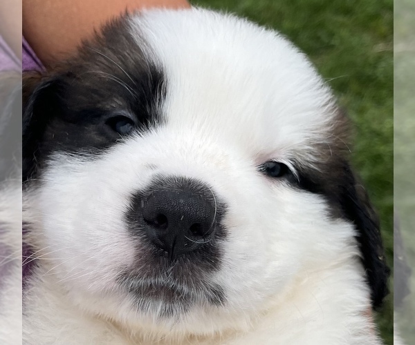 Medium Photo #1 Saint Bernard Puppy For Sale in PAPILLION, NE, USA