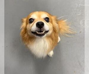 Chiranian Dogs for adoption in Peoria, IL, USA