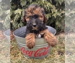 Small Photo #2 Whoodle (Miniature) Puppy For Sale in MIDDLEBURY, IN, USA