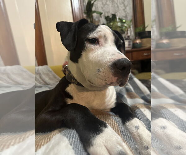 Medium Photo #2 American Pit Bull Terrier-Unknown Mix Puppy For Sale in Germantown, OH, USA